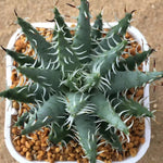Haworthia Hard Leaf  'Aloe Erincea' Big Size