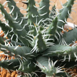 Haworthia Hard Leaf  'Aloe Erincea' Big Size