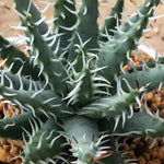 Haworthia Hard Leaf  'Aloe Erincea' Big Size