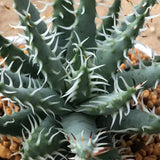 Haworthia Hard Leaf  'Aloe Erincea' Big Size