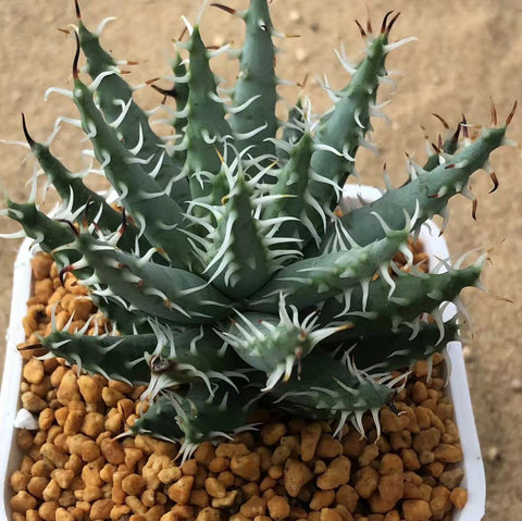 Haworthia Hard Leaf  'Aloe Erincea' Big Size