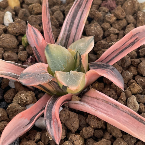 Haworthia Correcta Variegated Small Size