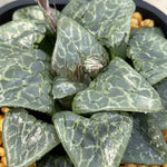 Haworthia Correcta Green Ghost Big Size