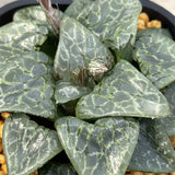 Haworthia Correcta Green Ghost Big Size
