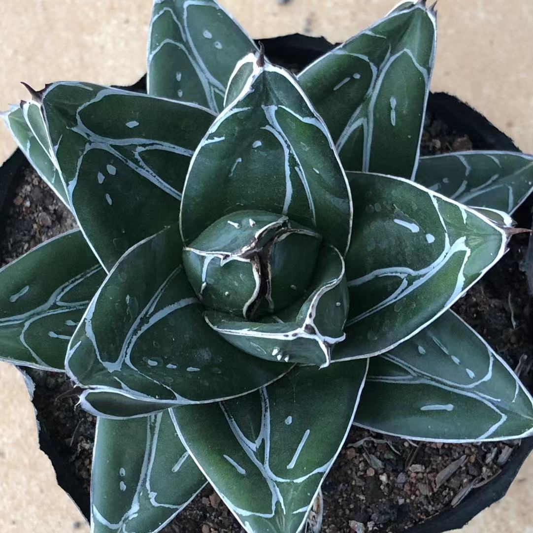 Haworthia Agave 'victoriae-reginae T.Moore' NO. D Haworthia Agave 'victoriae-reginae T.Moore' NO. D