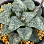 Haworthia Correcta Green Ghost Big Size