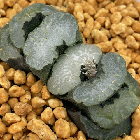 Haworthia Truncata Polar Bear