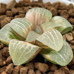Haworthia Makai Hybrid variegated