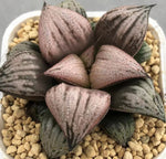 Haworthia  Splendens 'Princess Kazunomiya'  leaf offset