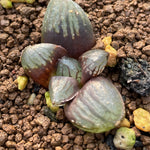 Haworthia Makai Mutant