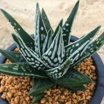 Haworthia Hard Leaf  'Tenshi no namida' 'Angel's Tears'