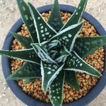 Haworthia Hard Leaf  'Tenshi no namida' 'Angel's Tears'