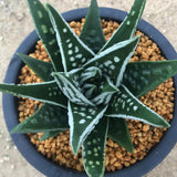Haworthia Hard Leaf  'Tenshi no namida' 'Angel's Tears'