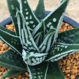 Haworthia Hard Leaf  'Tenshi no namida' 'Angel's Tears'