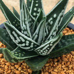 Haworthia Hard Leaf  'Tenshi no namida' 'Angel's Tears'