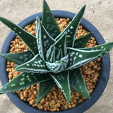 Haworthia Hard Leaf  'Tenshi no namida' 'Angel's Tears'