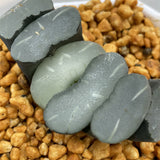 Haworthia Truncata Blue Star