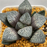 Haworthia 'Karakusa' Other