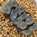 Haworthia Truncata 'Red Lover'