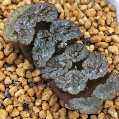 Haworthia Truncata 'Red Lover'