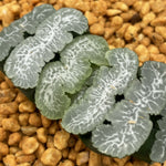 Haworthia Truncata 'Ina Bauer'