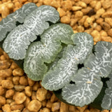 Haworthia Truncata 'Ina Bauer'