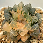 Haworthia Red Var. Cooperi Variegated