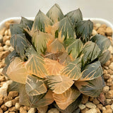 Haworthia Red Var. Cooperi Variegated