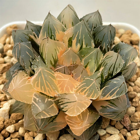 Haworthia Red Var. Cooperi Variegated