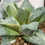 Haworthia Retusa Variegated Big Size