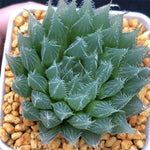 Haworthia Blackbear Other