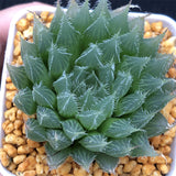 Haworthia Blackbear Other