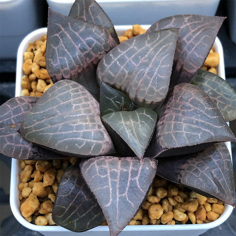 Haworthia Comptoniana