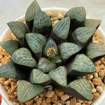 Haworthia Bayeri Ginbotan