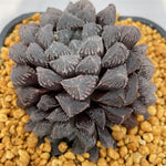 Haworthia Red Stone Other