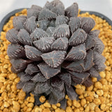 Haworthia Red Stone Other