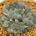 Haworthia Cooperi Variegated