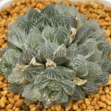 Haworthia Cooperi Variegated