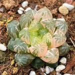 Haworthia Plastic Skin Variegated Small Size