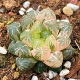 Haworthia Plastic Skin Variegated Small Size