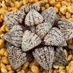 Haworthia Picta