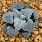 Haworthia Pygmaea ‘Powder Snow' & 'Konayuki'