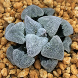 Haworthia Pygmaea ‘Powder Snow' & 'Konayuki'