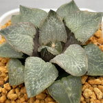 Haworthia Comptoniana 'Super Lenz'