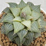 Haworthia Sleepy Koala Popular type