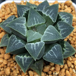 Haworthia Wimii Love