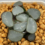 Haworthia Maughanii 'Purple Lens'