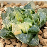 Haworthia Cooperi Variegated