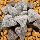 Haworthia Pygmaea 'Pink Beauty'
