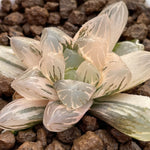 Haworthia Murasaki Ob variegated